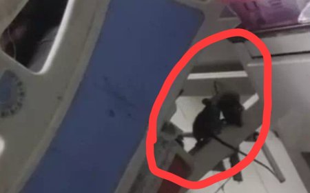 Jabalpur News: जिला अस्पताल विक्टोरिया में चूहों की दहशत, वीडियो हुआ वायरल