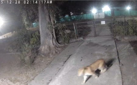 Jabalpur News: ओएफके वेस्टलैंड क्वार्टर में घुसा तेंदुआ,सीसीटीवी आया सामने