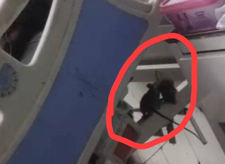 Jabalpur News: जिला अस्पताल विक्टोरिया में चूहों की दहशत, वीडियो हुआ वायरल