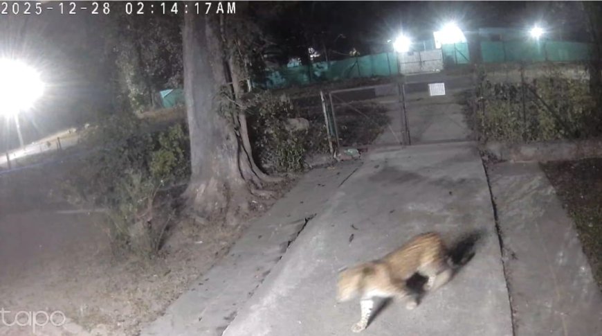 Jabalpur News: ओएफके वेस्टलैंड क्वार्टर में घुसा तेंदुआ,सीसीटीवी आया सामने