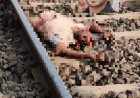 Jabalpur News: रेलवे ट्रेक में मिली सिलुआ के महेंद्र की लाश, हत्या की आशंका