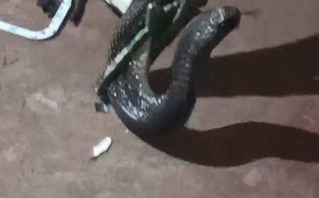 Jabalpur News: रात बारह बजे घर में घुसा पांच फीट लंबा कोबरा, उड़ गई नींद