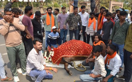 Jabalpur News: मृत गाय को नाले में फेंकने पर भड़के बजरंगी, नगर निगम मुख्यालय में नारेबाजी कर किया प्रदर्शन