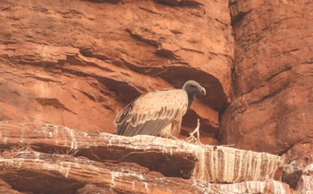 Jabalpur News: जबलपुर वन मंडल के तमोरिया,हरदुआ और कटंगी में बढ़ी गिद्धों की संख्या