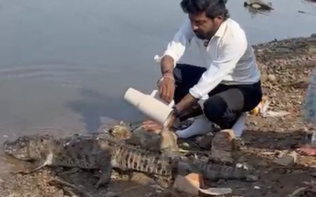 Jabalpur Breaking News: गौरीघाट में मिला मृत मगरमच्छ, करंट लगाकर शिकार किए जाने की आशंका