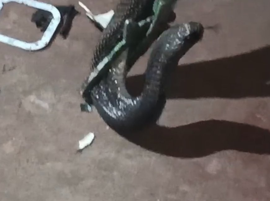 Jabalpur News: रात बारह बजे घर में घुसा पांच फीट लंबा कोबरा, उड़ गई नींद