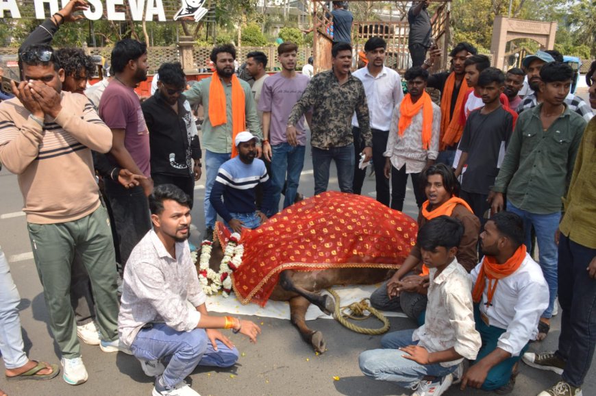 Jabalpur News: मृत गाय को नाले में फेंकने पर भड़के बजरंगी, नगर निगम मुख्यालय में नारेबाजी कर किया प्रदर्शन