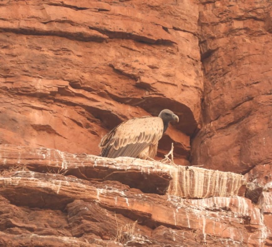 Jabalpur News: जबलपुर वन मंडल के तमोरिया,हरदुआ और कटंगी में बढ़ी गिद्धों की संख्या