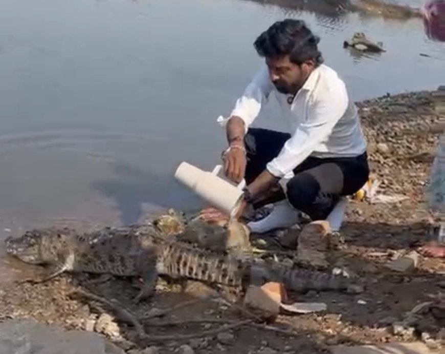 Jabalpur Breaking News: गौरीघाट में मिला मृत मगरमच्छ, करंट लगाकर शिकार किए जाने की आशंका