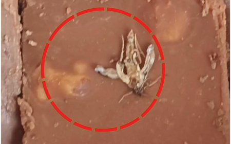 Jabalpur News: बड़ी कंपनी की मंहगी चॉकलेट में कीड़ा-फफूंद