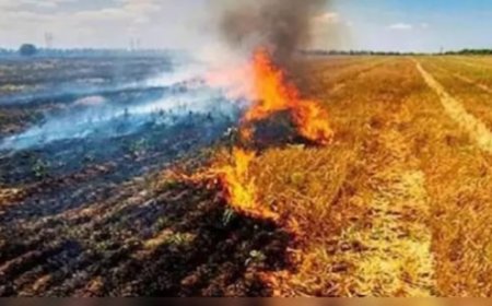 Jabalpur News: कम्बाइन्ड हार्वेस्टर के साथ स्ट्रा रीपर को रखना अनिवार्य, जिले में नरवाई जलाने पर प्रतिबंध