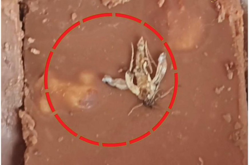 Jabalpur News: बड़ी कंपनी की मंहगी चॉकलेट में कीड़ा-फफूंद