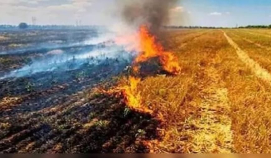 Jabalpur News: कम्बाइन्ड हार्वेस्टर के साथ स्ट्रा रीपर को रखना अनिवार्य, जिले में नरवाई जलाने पर प्रतिबंध