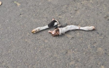 Jabalpur News: कटंगा लिटिल वर्ल्ड स्कूल के सामने गोवंश मांस मिलने से हंगामा