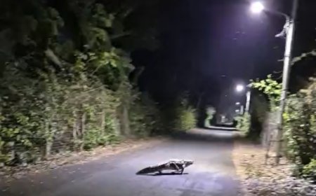 Jabalpur News: ओएफके कर्मियों को सड़क पर चलह कदमी करता दिखा मगरमच्छ, उड़े होश