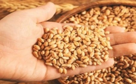 Jabalpur News: गेहूं खरीदी केंद्रों को लेकर असमंजस, आखिर कैसे होगा उपार्जन