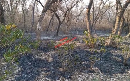 Jabalpur News: खमरिया चकरघटा के जंगल में लगी आग, दमकल कर्मियों ने संभाला मोर्चा