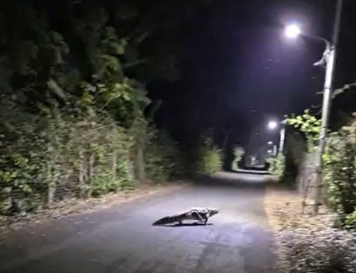 Jabalpur News: ओएफके कर्मियों को सड़क पर चलह कदमी करता दिखा मगरमच्छ, उड़े होश