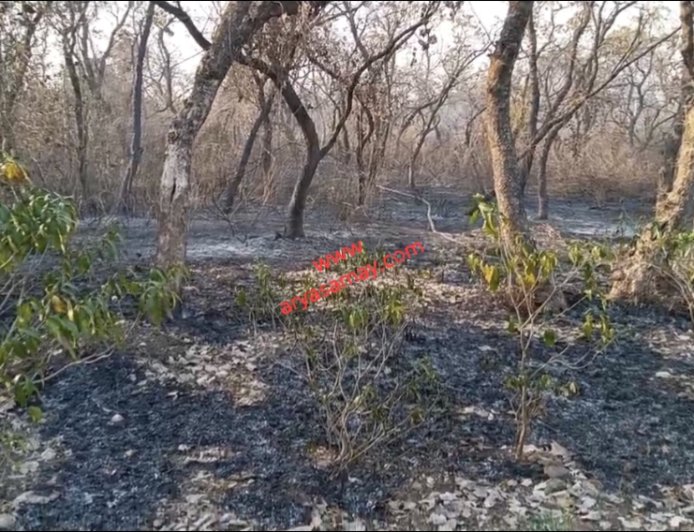 Jabalpur News: खमरिया चकरघटा के जंगल में लगी आग, दमकल कर्मियों ने संभाला मोर्चा