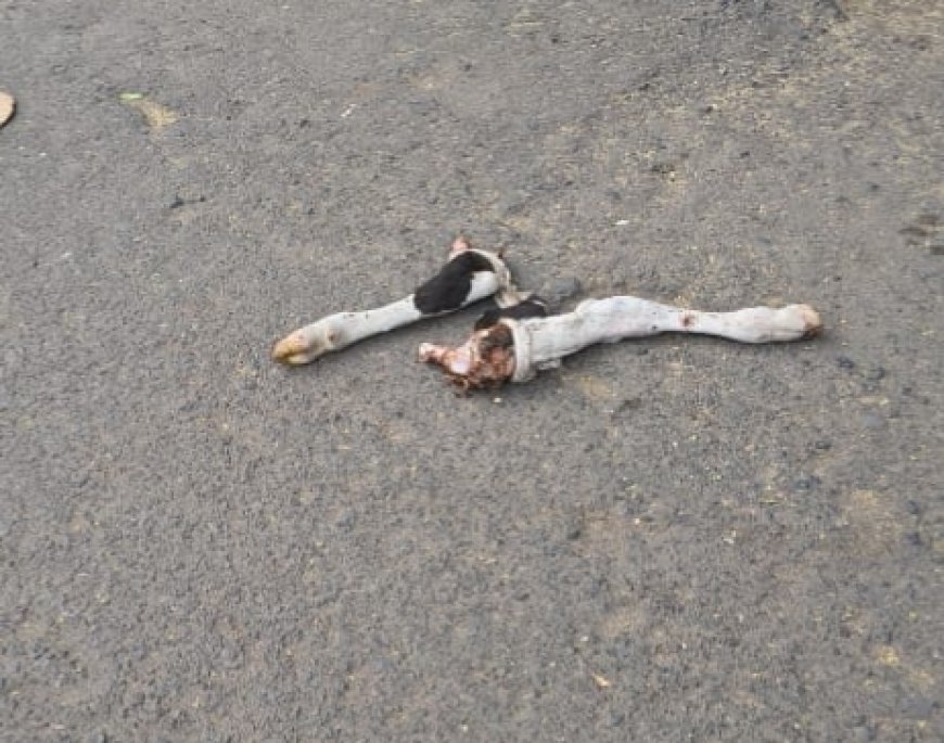 Jabalpur News: कटंगा लिटिल वर्ल्ड स्कूल के सामने गोवंश मांस मिलने से हंगामा