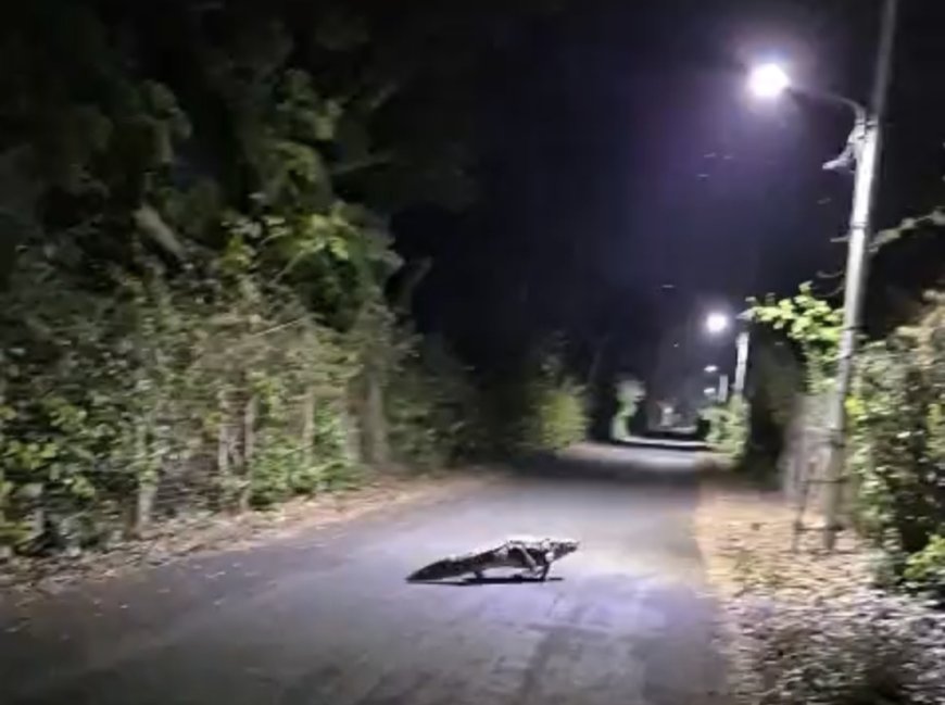 Jabalpur News: ओएफके कर्मियों को सड़क पर चलह कदमी करता दिखा मगरमच्छ, उड़े होश