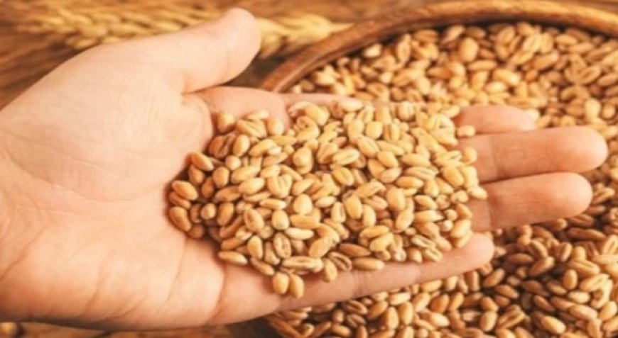 Jabalpur News: गेहूं खरीदी केंद्रों को लेकर असमंजस, आखिर कैसे होगा उपार्जन