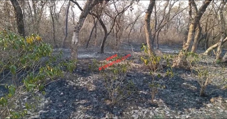 Jabalpur News: खमरिया चकरघटा के जंगल में लगी आग, दमकल कर्मियों ने संभाला मोर्चा