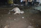 Jabalpur News: गौरीघाट रेलवे ओवरब्रिज पर ट्रेन आती देख कूदीं गायें, तीन की मौत, 2 घायल...एक राहगीर भी गंभीर