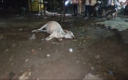 Jabalpur News: गौरीघाट रेलवे ओवरब्रिज पर ट्रेन आती देख कूदीं गायें, तीन की मौत, 2 घायल...एक राहगीर भी गंभीर