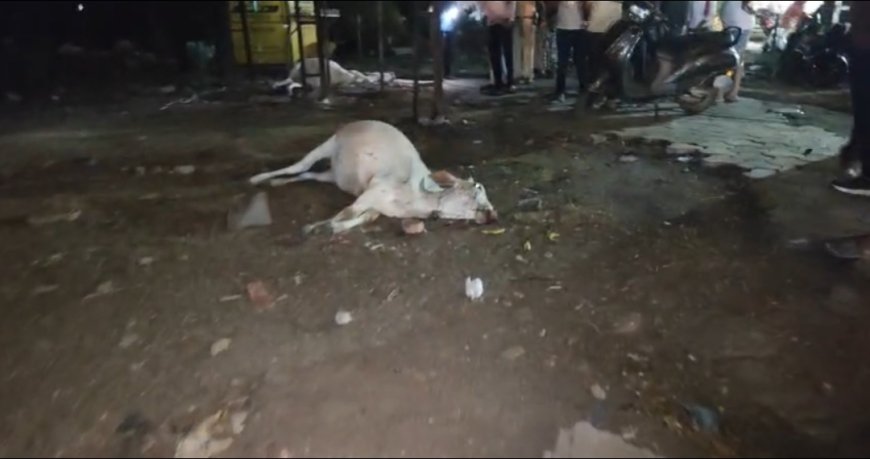 Jabalpur News: गौरीघाट रेलवे ओवरब्रिज पर ट्रेन आती देख कूदीं गायें, तीन की मौत, 2 घायल...एक राहगीर भी गंभीर