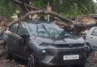 Jabalpur News: मानस भवन रोड पर कार में गिरा पेड़,बाल-बाल बचा चालक
