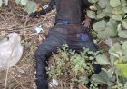 Jabalpur News: रेलवे ट्रैक के पास झाड़ियों में मिला युवक का शव, पुलिस जुटी शिनाख्ती में