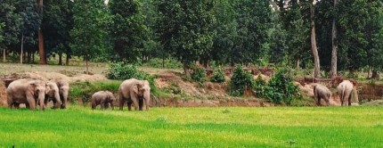 सरगुजा में हाथियों से दहशत,