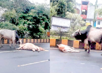 Jabalpur News: तेज रफ्तार कार गाय-बछड़े को टक्कर मार दीवार में घुसी