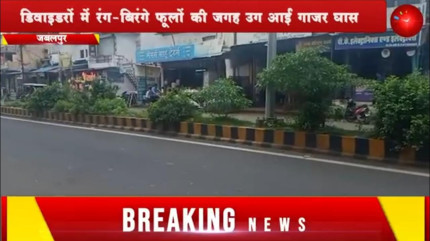 Jabalpur News: डिवाइडरों में रंग-बिरंगे फूलों की जगह उग आई गाजर घास